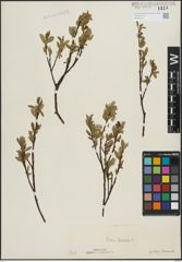 Foto von Salix hastata L.